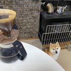 豆柴ぽんと北海道