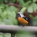林道（冬鳥の飛来）