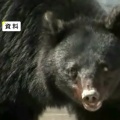 クマが牛舎に進入　半日以上居座り続けて食べたのは･･･　岩手県二戸市