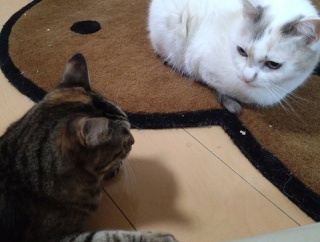 実物のﾈｺﾁｬﾝたちセカンド149