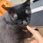 annex ニャンコのずっとのお家探し。