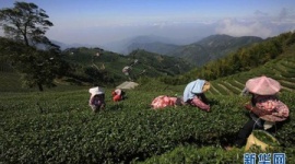 【驚愕】中国のウーロン茶から「レアアース」が検出されるｗｗｗｗｗ
