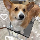 コーギー S/S+お尻カット リムちゃん 横須賀店 櫻井