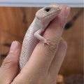 新着生体！ホワイトノーザン降臨!!その他レオパ・カエル多数！