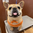 フレンチブルドッグ　シャンプーセット　宮内