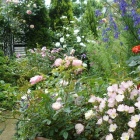 『汚庭改造計画2日目、コニファーの剪定』の画像