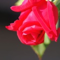 薔薇