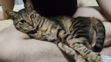 ワイの猫、人の膝が好き（※画像あり）