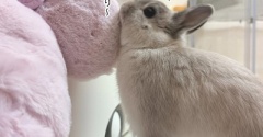 うさぎのルリ(7/9追記)
