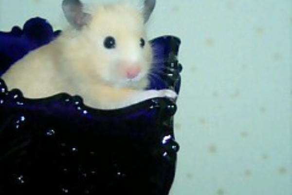 ばびっとばびっと