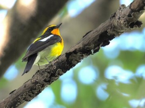 2026年4月11日の野鳥公園