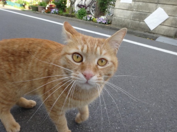 猫が懐くのは才能か？　20260912