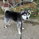 師走三日目の納豆ランチとシーチキン玄米