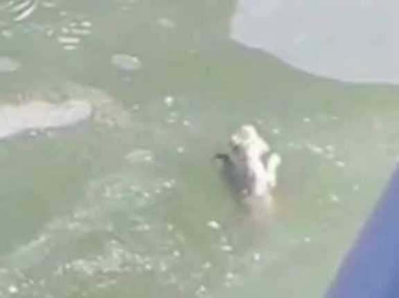 子犬が凍っていた池に落ちてしまった。男が石を投げて水の深さを確かめる → すると…