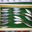 月26日　エレキ船釣果