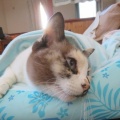 しばらくお休みします＆ある日のニャンズ
