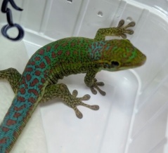 とりあえず入荷速報！！ヒルヤモリどっさり！！