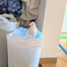 ゴミ箱を漁る文鳥