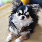 ちょいとそこログ