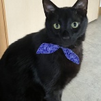 ねことのくらし