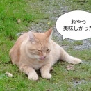 こけた人