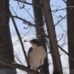 アナベルにかこまれて