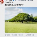 この木何の木気になる木…🎵