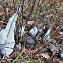 シモバシラソウ