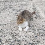 にゃんこ速報～修羅場・キチママ・生活まとめ～