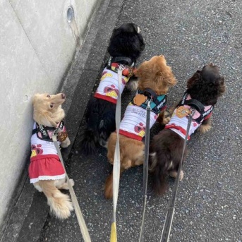 食べられません。