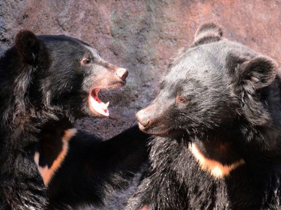 重機関銃や攻撃ヘリを使えば「自衛隊にもクマの駆除は可能だが…」　専門家「発砲が許可される可能性は“ほぼゼロ”」