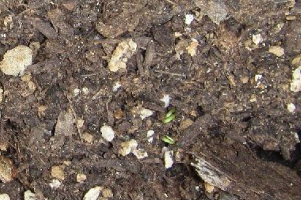 パクチーの芽が出ました 水彩屋の 気まぐれ通信