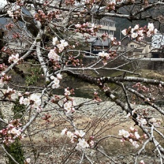 飛騨かなやまの桜　開花状況 2026