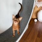 早起きして、元気に歩くりすたん