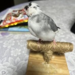 桜文鳥おぴい三昧