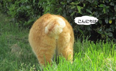 ソワレが要らないフランス暮らし