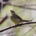 令和6(2024)年3月30日の鳥さん Vol.1　江戸川河川敷で野鳥の観察･撮影 小鳥たちが活発に動き回る!!ノスリも登場!!