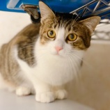 『【猫】マイオニーくん 家族が決まりました』の画像