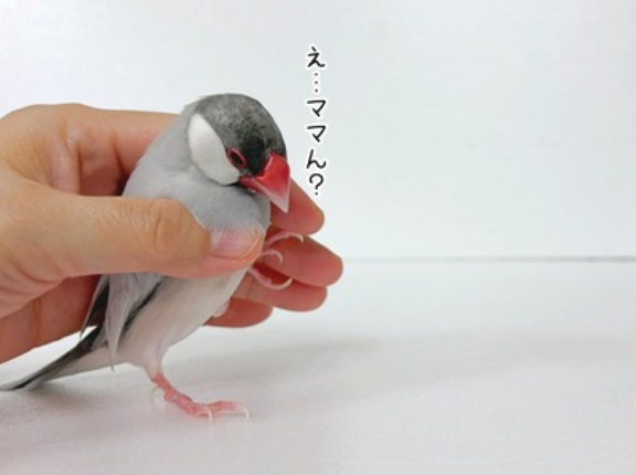 異論は受けつけません