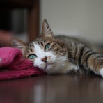 ねことアパートと1人暮らし～とらやんとおらと～