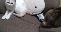 実物のﾈｺﾁｬﾝたちセカンド19