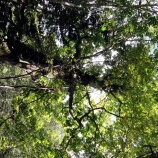 『10月はじめの定山渓の山の木』の画像