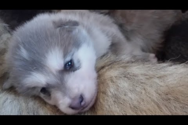 アニマル動画 もふもふ通信 狼犬