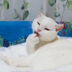 ふわてくもぐ