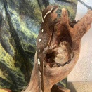 ミカドヤモリの分類について