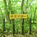 緑の世界…樽前ガロー
