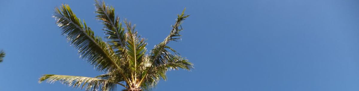 冬の来ないキリギリスのハワイ通い