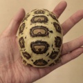【リクガメ新入荷‼️】