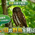 【野鳥観察記】栃木県某所で出会った大きな瞳の夏鳥「アオバズク」