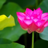 『2025.7「珍!? 双頭蓮?? ➁ 宗治蓮」/ 岡山市北区高松』の画像